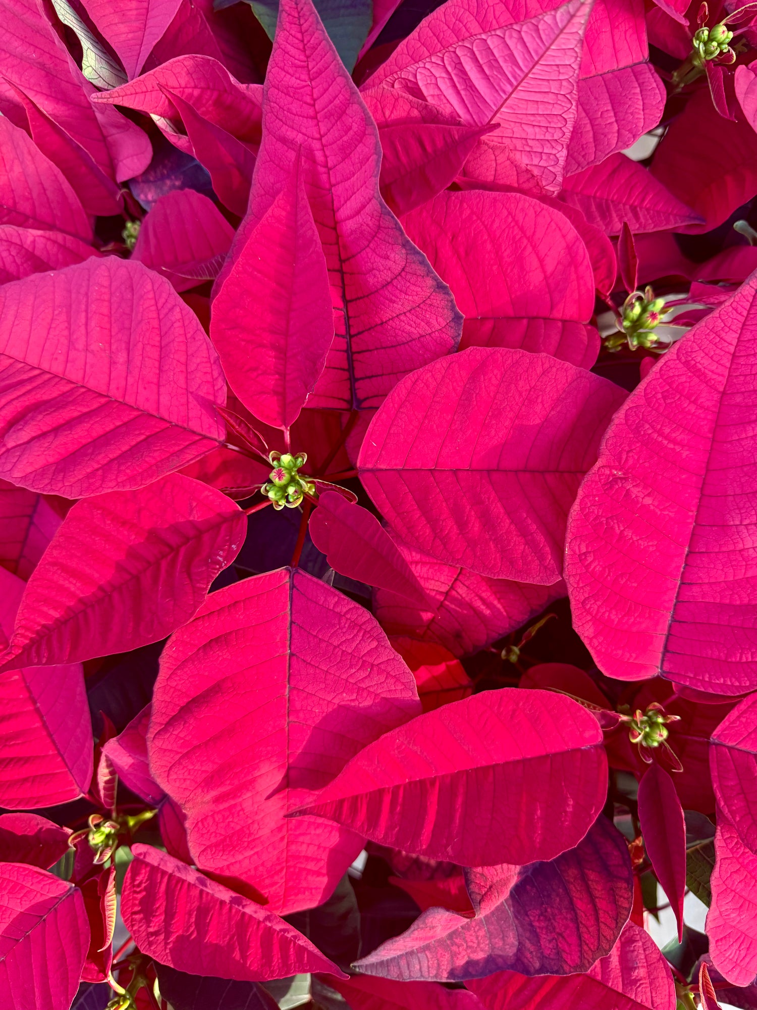 Close-up of vibrant pink leaves with a blurred background