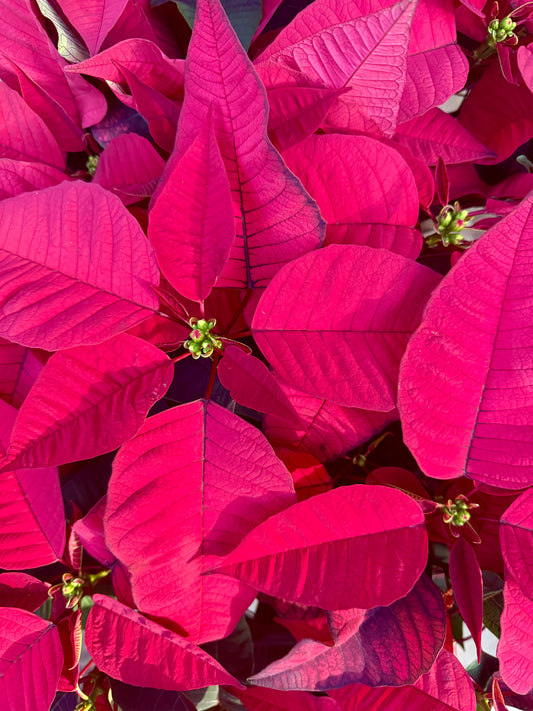 Close-up of vibrant pink leaves with a blurred background